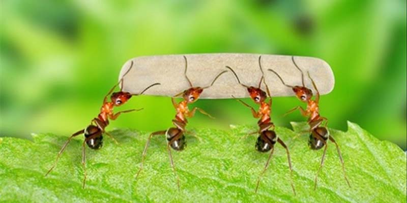 Nằm mơ thấy kiến đánh con gì cho chính xác?