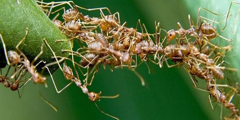 Chi Tiết Nằm Mơ Thấy Kiến Báo Hiệu gì, Đánh Con Nào?