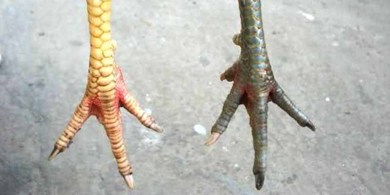 Vảy Gà Tam Tài Là Gì? Bao Gồm Có Những Loại Nào